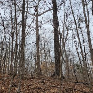 Mature Wooded Setting