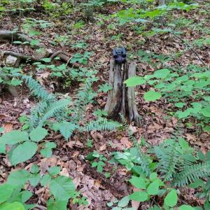 Wildlife Watching among Ferns