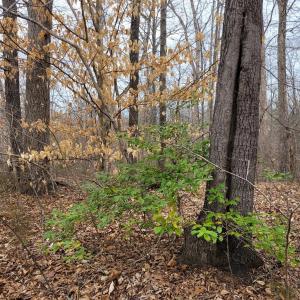 Beautiful Woodsy Setting