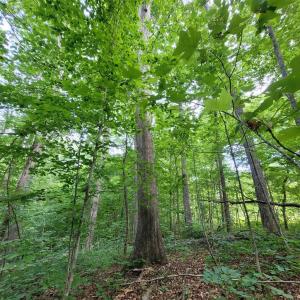 Large Harwoods fill Lot 30