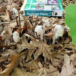Indian Pipe appears in the Spring