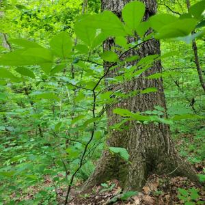 Spice Bush grows beneath mature hardwoods