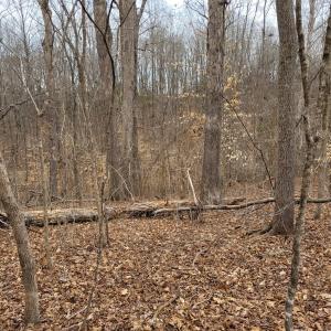 Lovely Homesite Among Hardwoods
