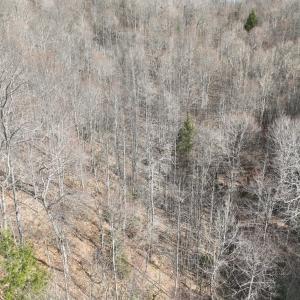 Photo #24 of 00 Helen Henderson Highway, Honaker, VA 21.0 acres