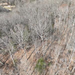 Photo #6 of 00 Helen Henderson Highway, Honaker, VA 21.0 acres