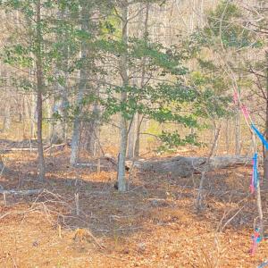 Photo #3 of Chalk Level Rd, Alberta, VA 28.1 acres