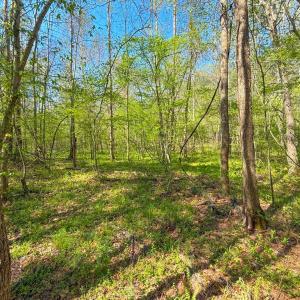 Photo #10 of Piney Green Road, Crewe, VA 57.4 acres