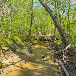 Photo #13 of Piney Green Road, Crewe, VA 57.4 acres