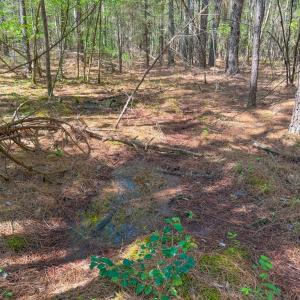 Photo #19 of Piney Green Road, Crewe, VA 57.4 acres