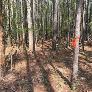 Photo #5 of Piney Green Road, Crewe, VA 57.4 acres