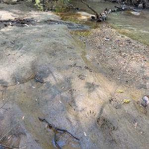 Photo #14 of Piney Green Road, Crewe, VA 57.4 acres