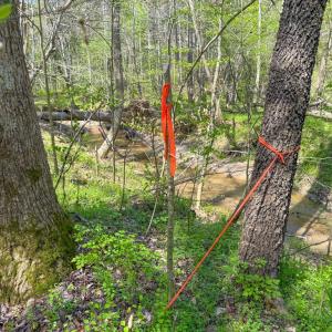 Photo #18 of Piney Green Road, Crewe, VA 57.4 acres