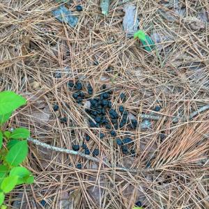 Photo #7 of Piney Green Road, Crewe, VA 57.4 acres