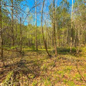 Photo #8 of Piney Green Road, Crewe, VA 57.4 acres