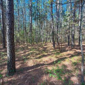 Photo #9 of Piney Green Road, Crewe, VA 57.4 acres