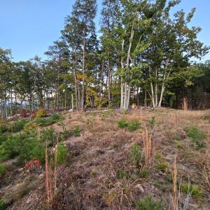 Photo #12 of 628 Mountain Creek Rd, Green Bay, VA 42.3 acres