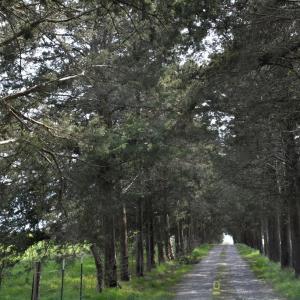 Photo #12 of Cedar Lane, Farmville, VA 103.7 acres