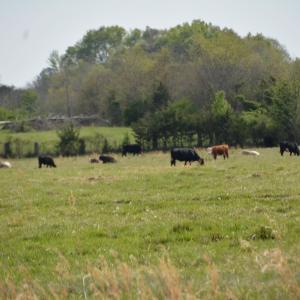 Photo #3 of Cedar Lane, Farmville, VA 103.7 acres