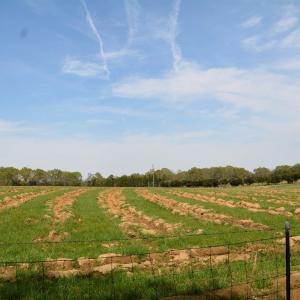 Photo #5 of Cedar Lane, Farmville, VA 103.7 acres