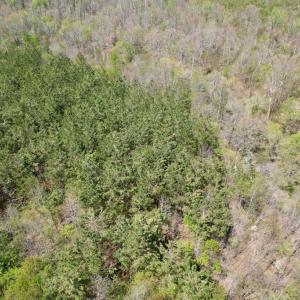 Photo #11 of Mountain Hall Rd, Crewe, VA 43.0 acres