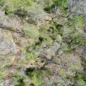 Photo #45 of Mountain Hall Rd, Crewe, VA 43.0 acres