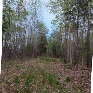 Trail View 2