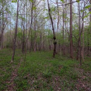 Forest View