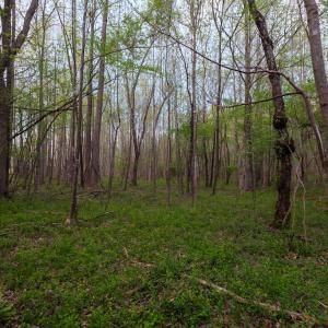 Photo #16 of Poorhouse Road, Rice, VA 56.7 acres