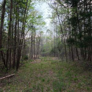 Trail Cut In