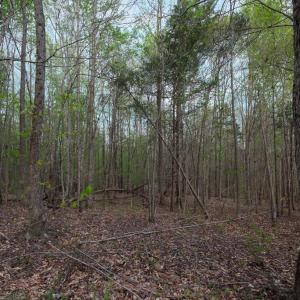 Forest View