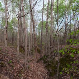 Photo #9 of Poorhouse Road, Rice, VA 56.7 acres