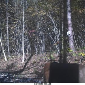 Photo #8 of Watt Abbitt Rd., Appomattox, VA 24.0 acres