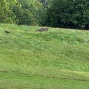 Photo #5 of end of Meriwood Farm Road, Farmville, VA 26.3 acres
