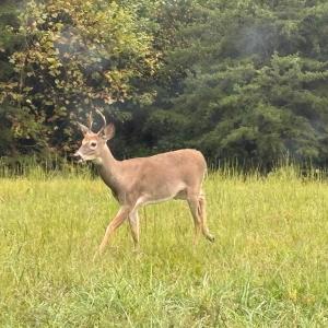 Photo #6 of end of Meriwood Farm Road, Farmville, VA 26.3 acres