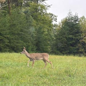 Photo #7 of end of Meriwood Farm Road, Farmville, VA 26.3 acres