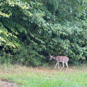 Photo #8 of end of Meriwood Farm Road, Farmville, VA 26.3 acres