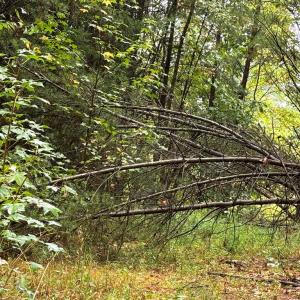 Photo #9 of end of Meriwood Farm Road, Farmville, VA 26.3 acres