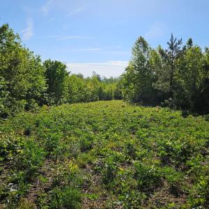 Photo #10 of 659 Andersonville Rd, Dillwyn, VA 80.0 acres
