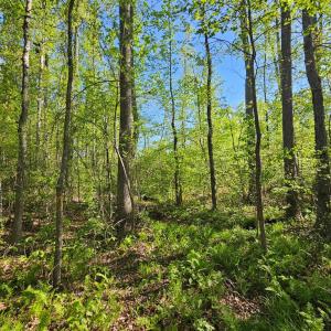 Photo #12 of 659 Andersonville Rd, Dillwyn, VA 80.0 acres