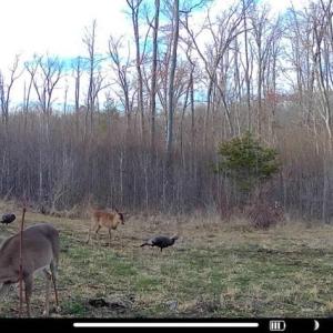 Photo #2 of 659 Andersonville Rd, Dillwyn, VA 80.0 acres