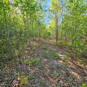 Photo #23 of 659 Andersonville Rd, Dillwyn, VA 80.0 acres