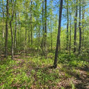 Photo #27 of 659 Andersonville Rd, Dillwyn, VA 80.0 acres