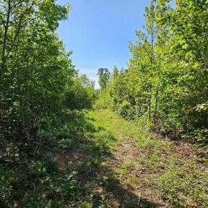 Photo #29 of 659 Andersonville Rd, Dillwyn, VA 80.0 acres
