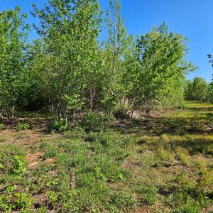 Photo #32 of 659 Andersonville Rd, Dillwyn, VA 80.0 acres