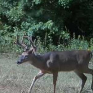 Photo #39 of 659 Andersonville Rd, Dillwyn, VA 80.0 acres