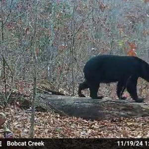 Photo #40 of 659 Andersonville Rd, Dillwyn, VA 80.0 acres