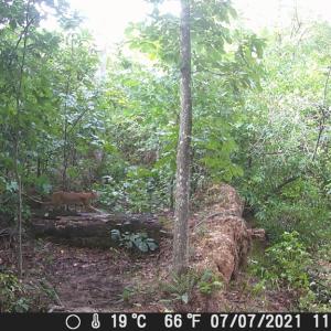 Photo #41 of 659 Andersonville Rd, Dillwyn, VA 80.0 acres