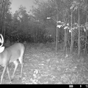 Photo #5 of 659 Andersonville Rd, Dillwyn, VA 80.0 acres