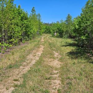 Photo #8 of 659 Andersonville Rd, Dillwyn, VA 80.0 acres