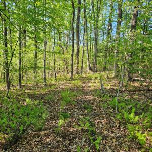 Photo #9 of 659 Andersonville Rd, Dillwyn, VA 80.0 acres